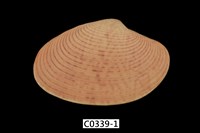 藏品(橫簾蛤)的圖片